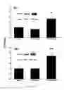 Fig. 16 - Uridine administration stimulates membrane production
