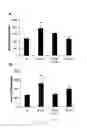 Fig. 18 - Uridine administration stimulates membrane production