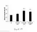 Fig. 19 - Uridine administration stimulates membrane production
