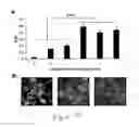 Fig. 20 - Uridine administration stimulates membrane production