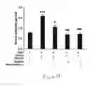 Fig. 22 - Uridine administration stimulates membrane production