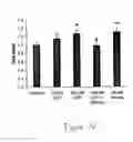 Fig. 23 - Uridine administration stimulates membrane production