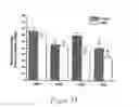 Fig. 24 - Uridine administration stimulates membrane production