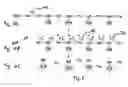 Fig. 04 - Specific detection of proteolytic enzymes
