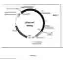 Fig. 25 - HIV-1 subtype isolate regulatory/accessory genes, and modifications and derivatives thereof