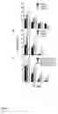 Fig. 05 - Antibody combination useful for tumor therapy
