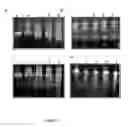 Fig. 05 - Aptamers and antiaptamers