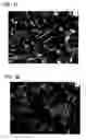 Fig. 21 - Transition metal-containing catalysts and processes for their preparation and use as oxidation and dehydrogenation catalysts