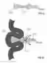 Fig. 26 - Devices and methods for treating morbid obesity