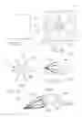 Fig. 02 - Endoluminal devices