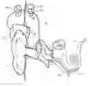 Fig. 01 - Stimulation mode for cochlear implant speech coding