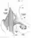 Fig. 02 - One piece snap fit acetabular cup