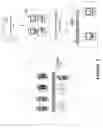 Fig. 06 - System and method for toy adoption and marketing