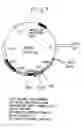 Fig. 02 - Process for producing physiologically active protein using genetically modified silkworm