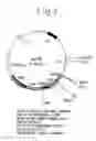 Fig. 03 - Process for producing physiologically active protein using genetically modified silkworm