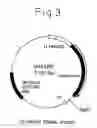 Fig. 04 - Process for producing physiologically active protein using genetically modified silkworm