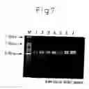 Fig. 08 - Process for producing physiologically active protein using genetically modified silkworm