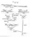 Fig. 16 - Process for producing physiologically active protein using genetically modified silkworm