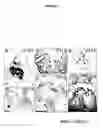 Fig. 02 - CCN1 transgenic animals