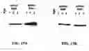 Fig. 45 - Beta-secretase enzyme compositions and methods