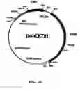 Fig. 49 - Beta-secretase enzyme compositions and methods