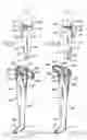 Fig. 02 - Universal chap-style compression stocking