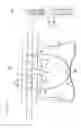 Fig. 05 - Groin protector for combat sports