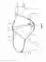 Fig. 02 - Tail set crupper