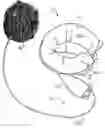 Fig. 01 - Animal exercise and amusement device