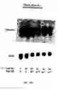 Fig. 20 - Polymer compositions and methods for their use