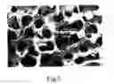 Fig. 03 - Method for preparing porous bioceramic bone substitute materials