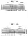 Fig. 05 - Organic electro-luminescent display device and method of manufacturing the same