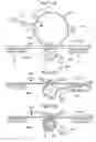 Fig. 16 - Image displaying method and image forming apparatus utilizing a reversible image display medium having a high resolution image display