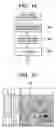 Fig. 10 - Face detecting apparatus and method