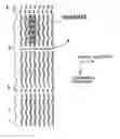 Fig. 01 - Hologram recording medium, recording/reproducing method and recording/reproducing apparatus
