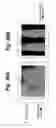 Fig. 37 - Screen, its manufacturing method and image display system
