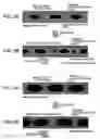 Fig. 03 - Information recording medium, a method for recording information and a method for manufacturing a medium