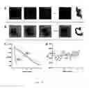 Fig. 07 - Block co-polymer worm micelles and methods of use therefor