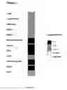 Fig. 05 - hC1Q/TNF7 and uses thereof