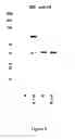Fig. 10 - hC1Q/TNF7 and uses thereof