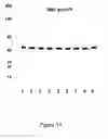 Fig. 12 - hC1Q/TNF7 and uses thereof
