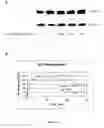 Fig. 14 - hC1Q/TNF7 and uses thereof