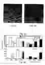 Fig. 04 - Method and apparatus for maintenance and expansion of hemopoietic stem cells and/or progenitor cells
