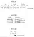 Fig. 03 - Inactivated probiotic bacteria and methods of use thereof