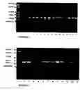 Fig. 02 - Probiotic propionibacterium