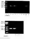 Fig. 03 - Probiotic propionibacterium