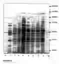 Fig. 05 - Probiotic propionibacterium