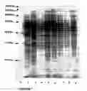 Fig. 06 - Probiotic propionibacterium