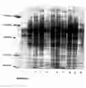 Fig. 07 - Probiotic propionibacterium