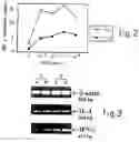 Fig. 03 - Use of relaxin for stimulating the development of activated human T cells into TH1-like effectors